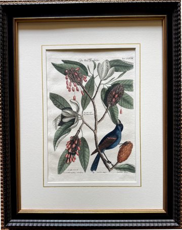 click for detailed image Seligmann Catesby LXXVII.jpg